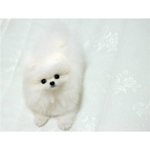 TOP QUALITY TEACUP POMERANIAN PUPPIES FOR FREE ADOPTION TO ANY CARING HOME