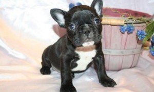 Organised French Bulldog puppies