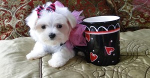 Male And Female maltese Puppies Now Ready To Go Homes