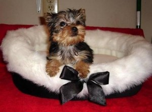 Male And Female Tea Cup Yorkie Puppies Now Ready To Go Homes