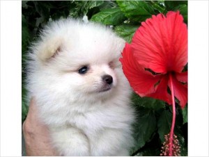 Pure birth Pomeranian puppies for re homing