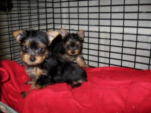 Beautiful Akc Intelligent Male and Female T-Cup Yorkie Puppies