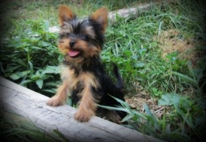 Pure Breed Yorkie puppies for Re-Homing