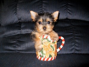 Outstanding Quality Akc Teacup Yorkie puppies for new homes....,