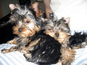 Adorable teacup yorkies for adoption