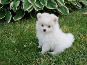 Lovely Pomeranian Puppies For Sale