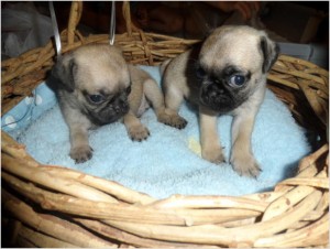 Pugs! Pugs!AKC Reg/ Healthy/Socialize Pugs Puppies !