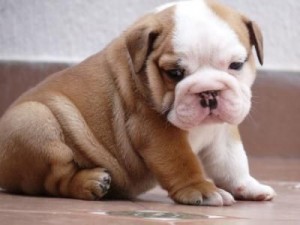 HEY!!!!!ADORABLE ENGLISH BULLDOG  PUPPIES READY FOR ANY GOOD HOME