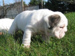 HEY!!!!!ADORABLE ENGLISH BULLDOG  PUPPIES READY FOR ANY GOOD HOME(http://jwalcot.jimdo.com/)