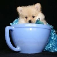 Beautiful Toy Female Pomeranian Puppies ready to go.