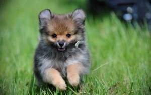 Well Trained Pomeranian puppies male and female Pomeranian