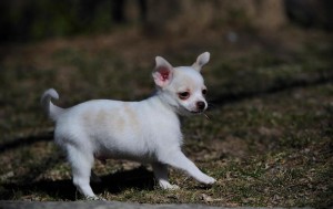 Well Trained Chihuahua Puppies Available