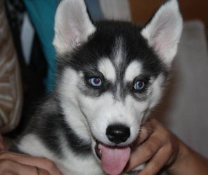 adorable siberian husky puppies for adoption