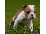 Pure breed English Bulldog Puppies Available - Please Contact