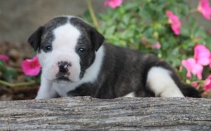 Alpha Blue Blood Bulldog.