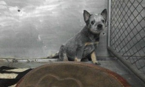 Australian Cattle Dogs for Adoption.