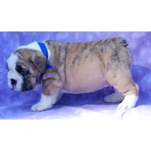 healthy english bulldog