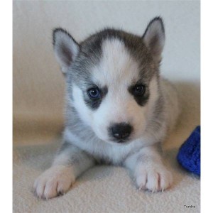 Gorgeous Siberian Husky Puppies