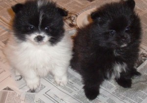 Adorable Pom Puppies for adoption.