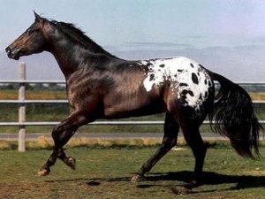 Appaloosa Horse ready for Adoption.