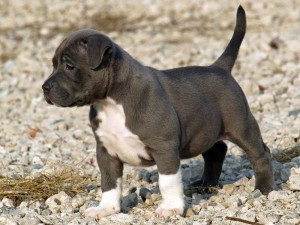 Male and Female Pitbull puppies