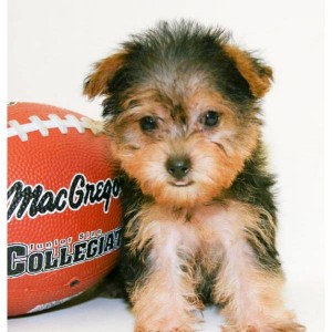 Akc Teacup Yorkies, free puppies to good homes