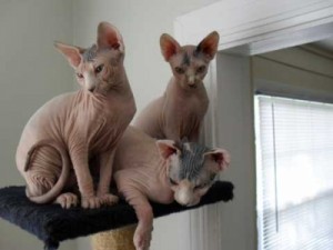 Awesome Male and Female Sphynx Kittens for New Homes