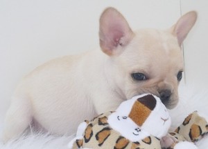 Adorable French bulldog pups