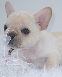 Adorable French bulldog pups!!