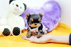 ??? AKC REG. TEACUP YORKIE PUPPIES FOR FREE ADOPTION???