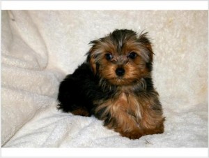 Healthy yorkie puppies for adoption