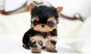 Teacup size Yorkie Puppies For Adoption