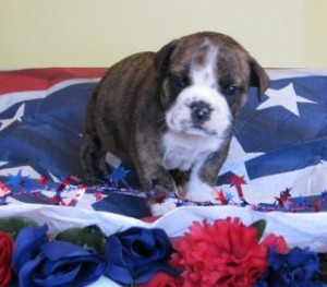 English bulldog puppies available ( best quality for good price)