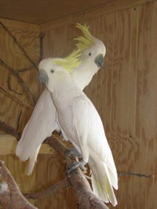 adoptable male and female cockatoo parrots for home adoption .