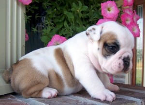 Magnificent male and female English bulldog pups for adoption