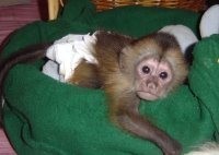 Capuchin Monkey Ready for sale contact with Phone Number for more Info