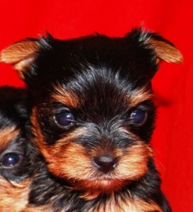 charming yorshire puppies for a new home