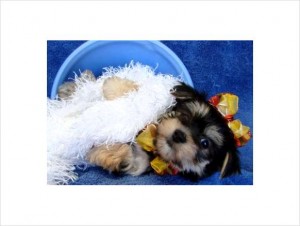 Adorable AKC Reg T-cup Yorkie puppies for re homing