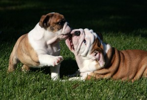 ((( Potty Trained Adorable English Bulldog Puppies for Adoption )))