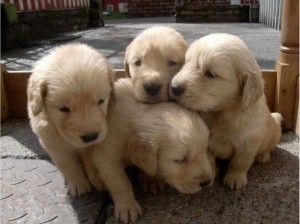 Top Male and Female Quality Golden Retriever Puppies For Adoption in a Good Home Now .