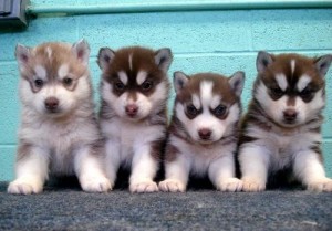 AKC Siberian Husky Puppies for re-homing.