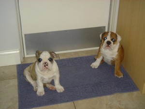 Cute Male and Female English Bulldog for Adoption