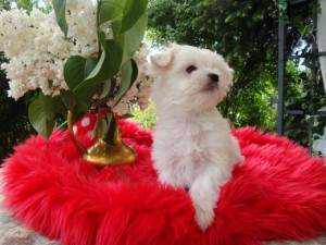 male and female maltese puppies