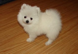 Affectionate Akc Cream white Pomeranian Puppies