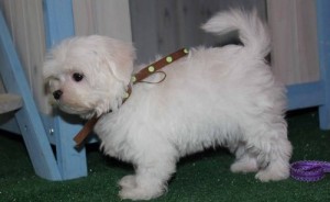 Cute White Maltese Puppies for Re-Homing