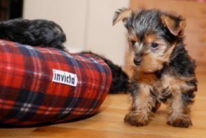 hello cute and caring yorkie pupps for adoption