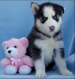 Lovely And Charming Male And Female Blue Eyes Siberian Husky Puppies For Sale Now Ready To Go Home.