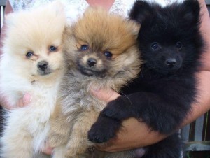 Pomeranian Puppies Ready