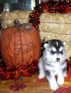 cute siberian husky puppy