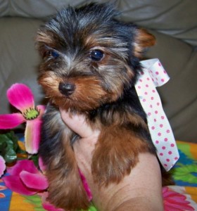 Cute Teacup Yorkshire Terrier Puppies for Re-Homing